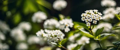 Pourquoi les petites fleurs blanches transforment l’éclat d’un jardin ombragé
