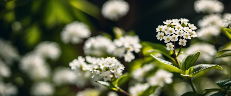 Pourquoi les petites fleurs blanches transforment l’éclat d’un jardin ombragé