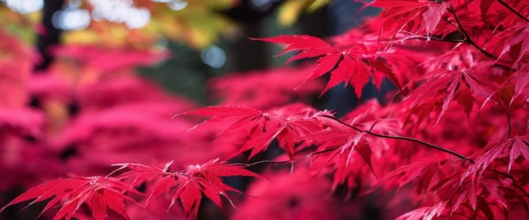 Acer palmatum Inaba Shidare : origine et légende d’un feuillage japonais unique