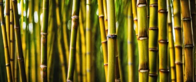 Les caractéristiques uniques du bambou doré Phyllostachys Aurea