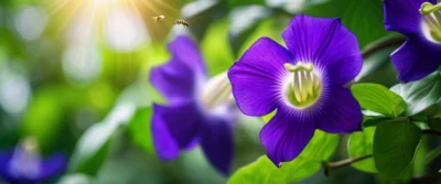 Clitoria ternatea : Origines exotiques et bienfaits de la fleur pois bleu