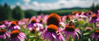 L’échinacée : origine, bienfaits et rôle dans la stimulation immunitaire