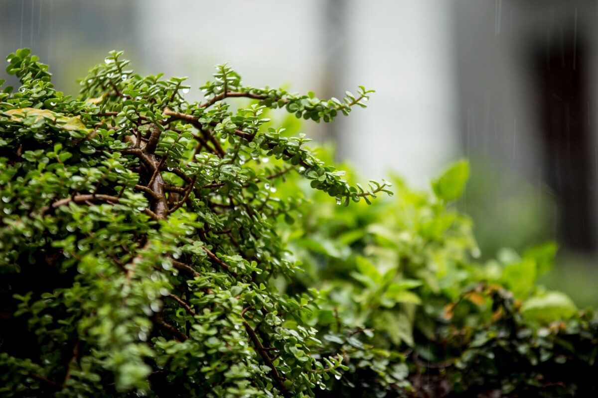 Un octobre très arrosé après un septembre record de sécheresse : comment adapter son jardin