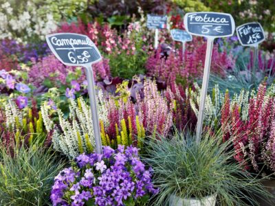 Journées des Plantes de Chantilly : une édition d&rsquo;automne sous le signe des Symphonies végétales