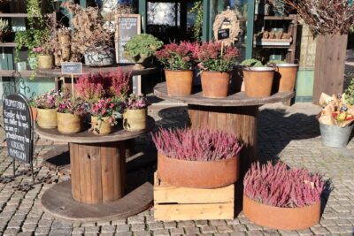 Toussaint : chrysanthème, bruyère ou cyclamen, quelles plantes résistent à la pluie