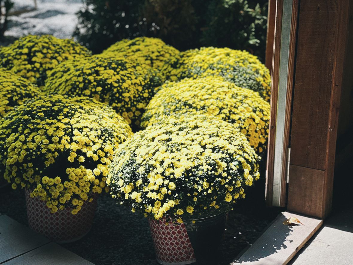Toussaint : le chrysanthème reste la fleur reine, comment bien le choisir et le garder en pot
