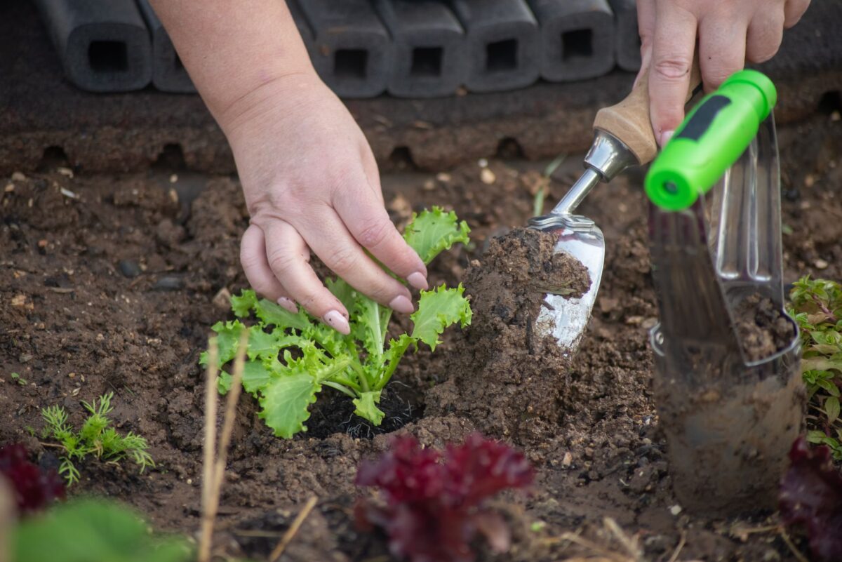 Sécheresse d'automne : arroser et planter au jardin sous restrictions