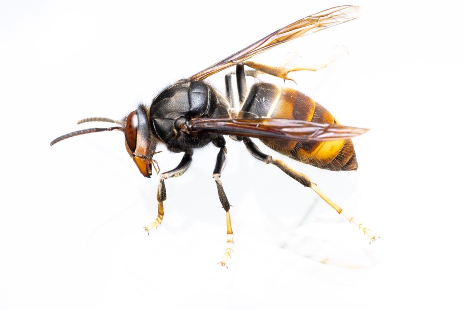Pi&egrave;ge &agrave; frelons pi&egrave;ges s&eacute;lectifs frelon asiatique